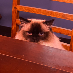 Pablo